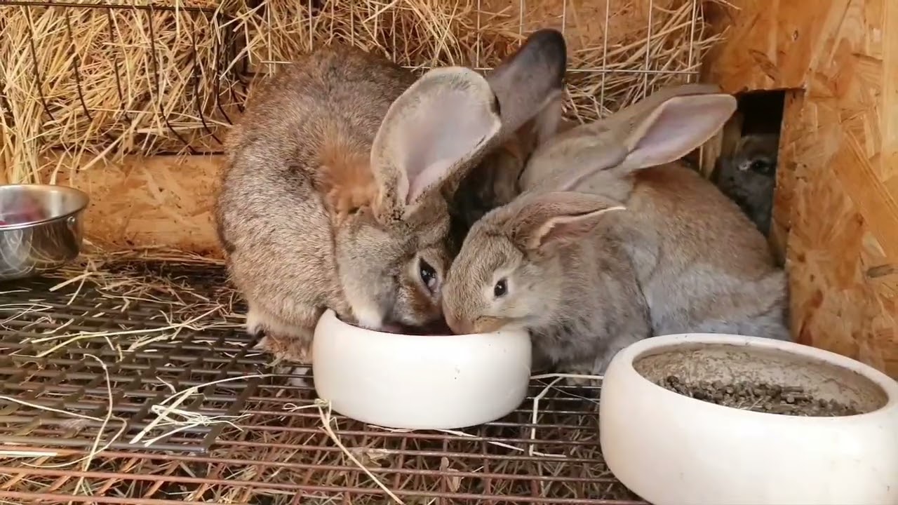 Młode króliki 🐰 chów na kracie 📽