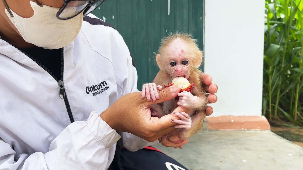 Newborn baby monkey was adopted with great affection