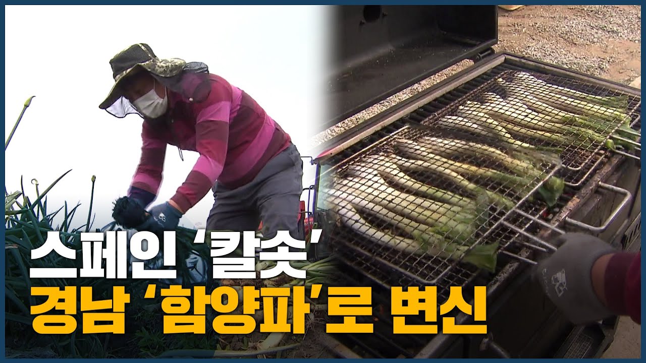 스페인 '칼솟', 경남 '함양파'로 변신
