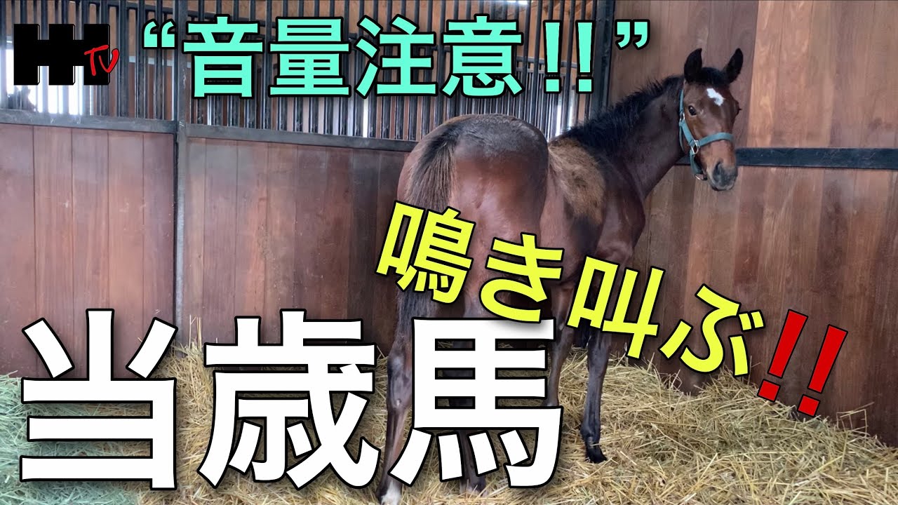 【超プレミア動画】鳴き叫ぶ当歳馬！！初めての育成場＆初個室？！