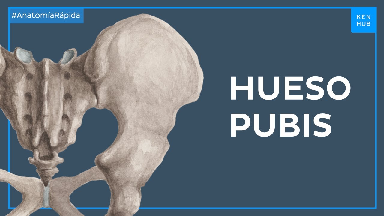 Anatomía del pubis - Anatomía Fácil | Kenhub