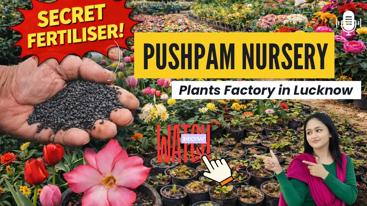 Factory of Blooms: See How Millions of Winter Flowers are Made at Pushpam Nursery