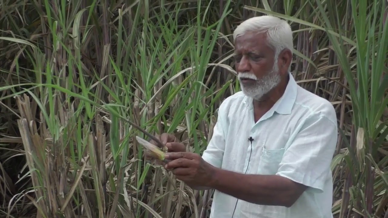 Organic sugarcane farming.