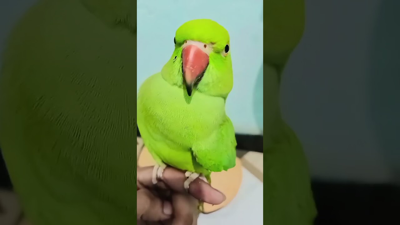 Parrot short videos 🦜 ll parrot talking 