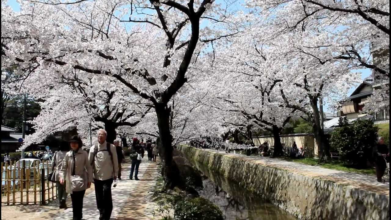 Sakura in Full Bloom: Tetsugaku no Michi, Kyoto 【HD】