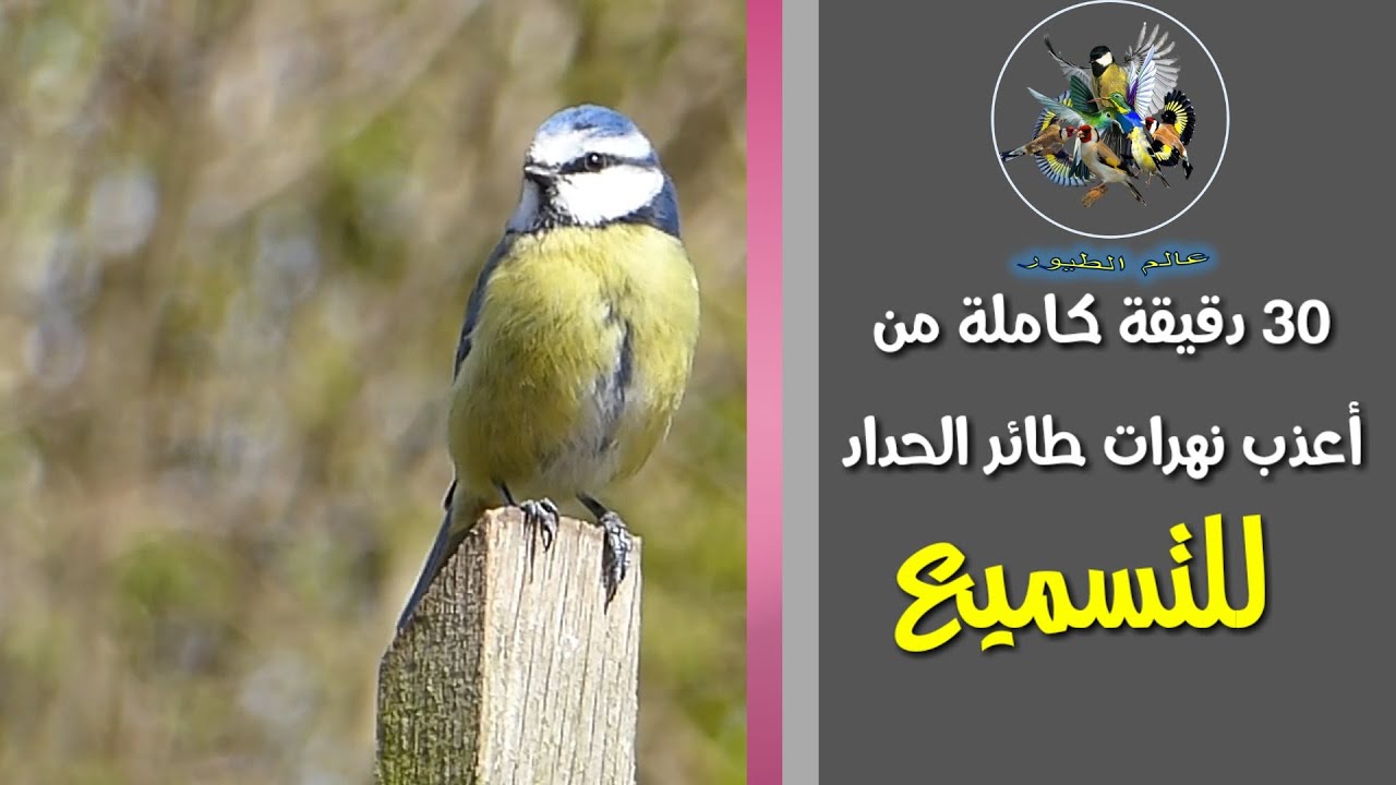 دقيقة 30  دقيقة كاملة من تغاريد طائر الحداد - للتسميع