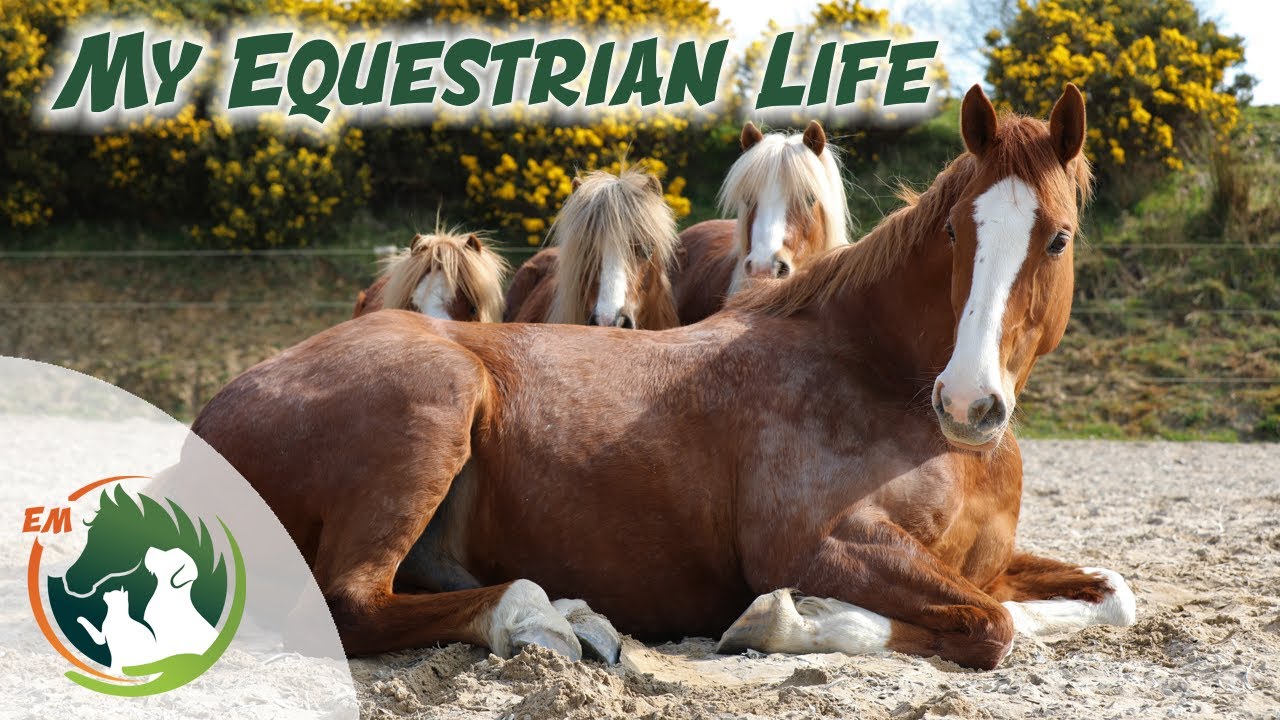 My Equestrian Life - Update on Oisin & all the other animals!