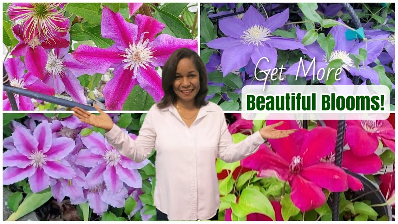 How to get an Abundance of Blooms from your Clematis | Best Results