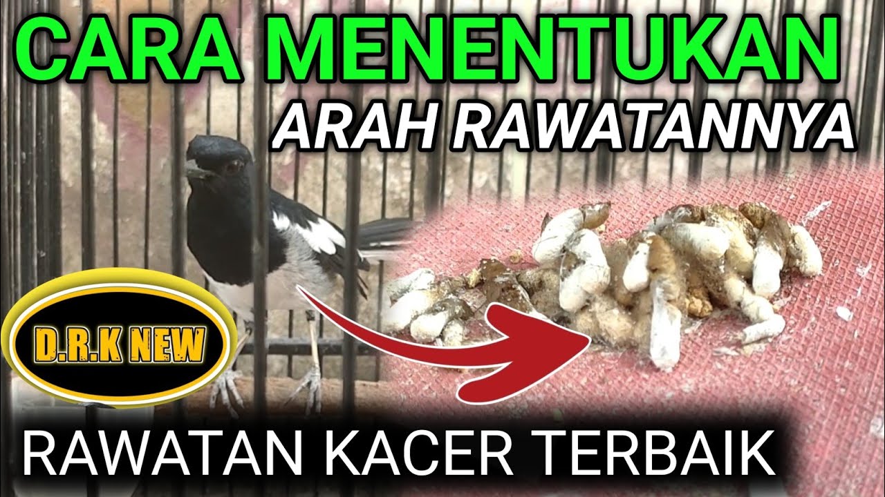 SEPERTI INI !! MENENTUKAN ARAH RAWATAN BURUNG KACER KITA