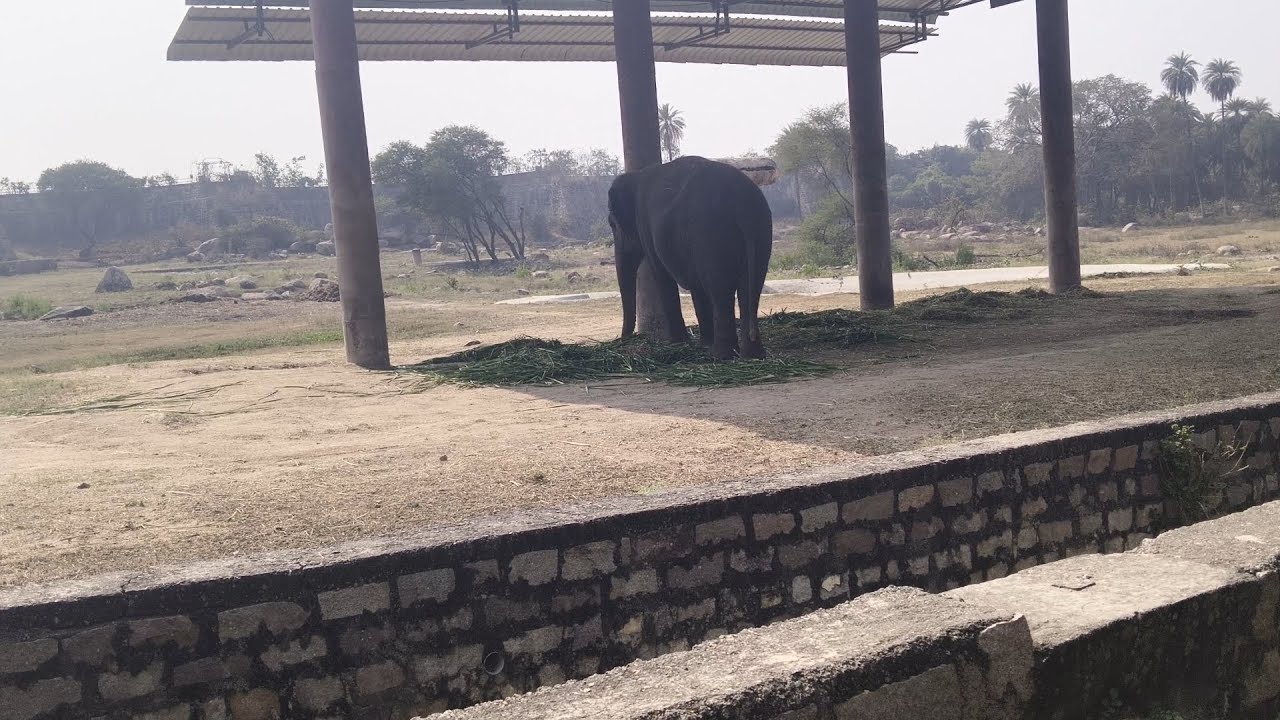 Park  सफेद शेर/बाघ बड़े हाथी भी park 👉 part 5 Nehru Zoological हैदराबाद ghumne mein maja bahut aaya 