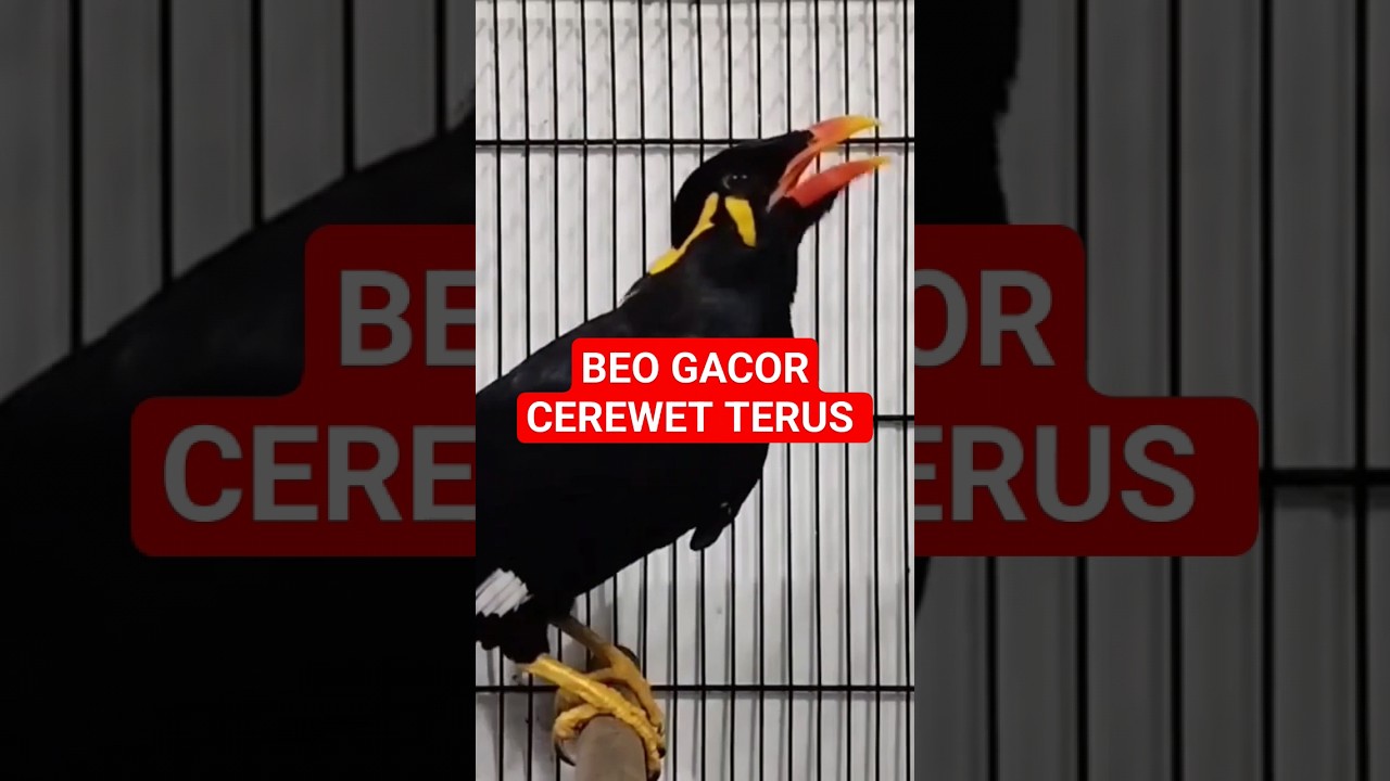 Burung Beo Gacor #shorts