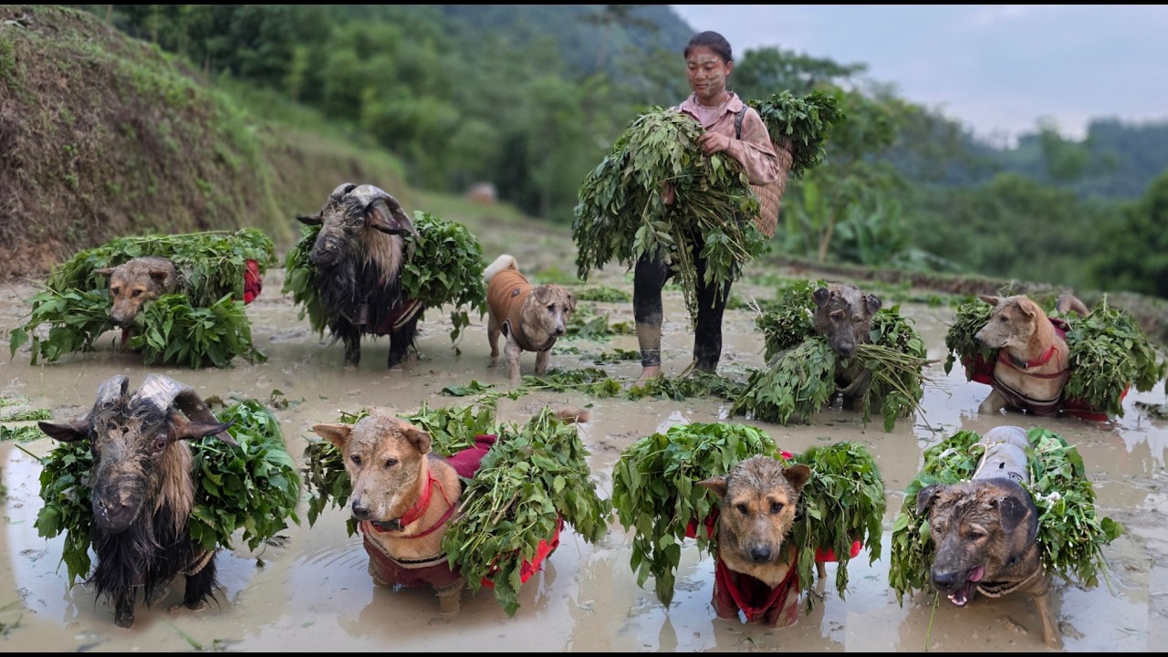 Secrets of highland farming: Using leaves as fertilizer in the fields & A lavish meal for my pets