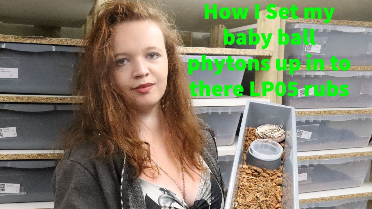 Watch Baby Ball Pythons Join the Breeding Plan in New LP Rack Tub