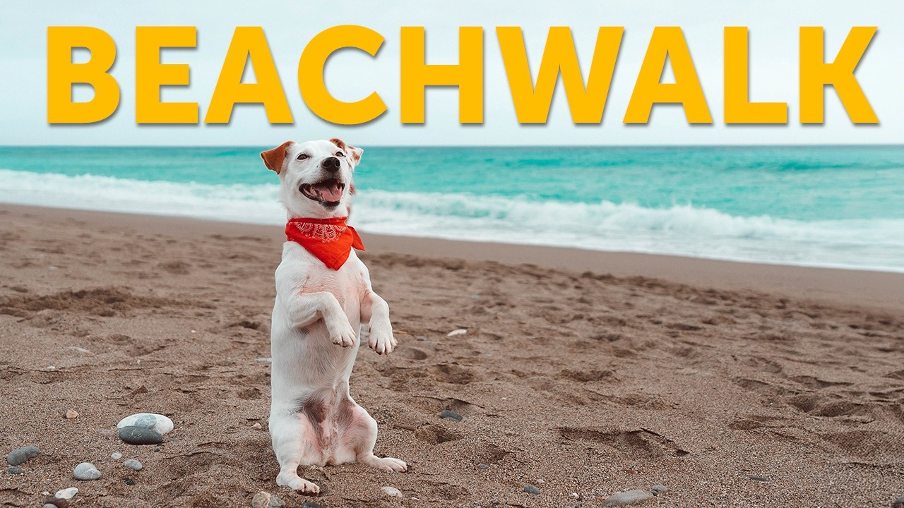 🐾  Adriatic Dog Beach Walk  | Calm Backgroun for Dogs Left Alone