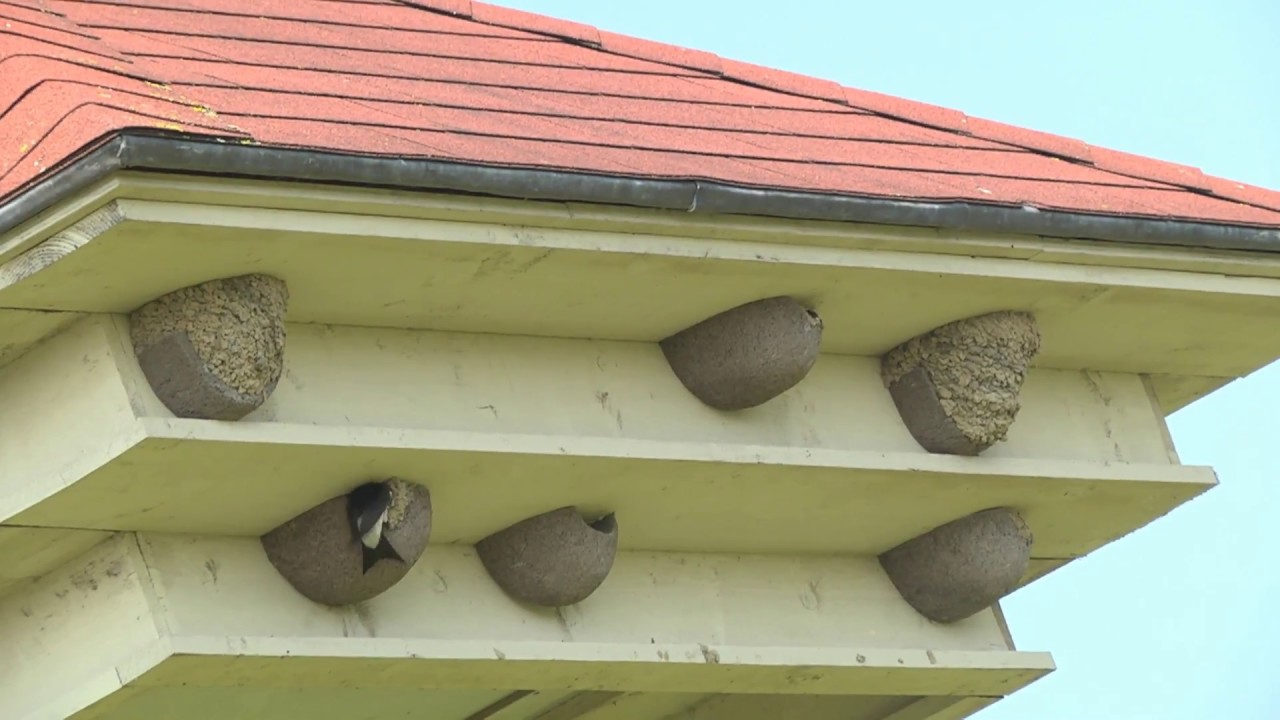 Stadsvogels: de huiszwaluw