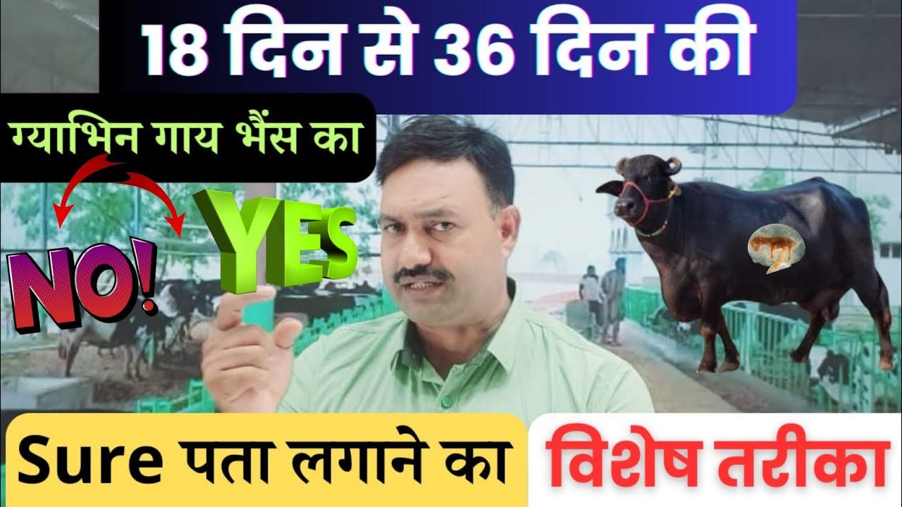 18 से 36 दिन में गाय भैंस गाभिन है या नहीं कैसे पता करें 😇 Buffalo Cow pregnant hai kaise pata kare