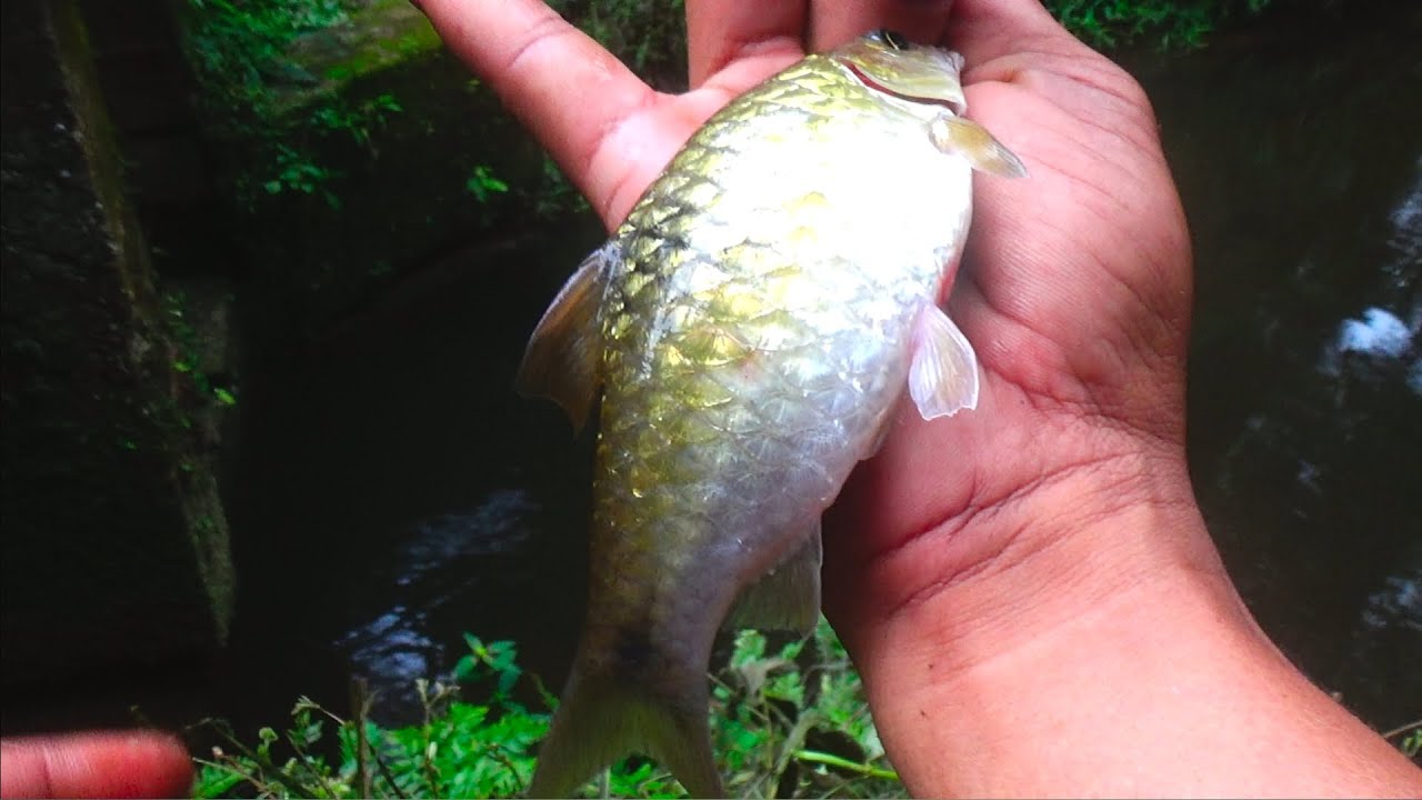 Gak sampai satu jam dapatnya ikan wader babon semua