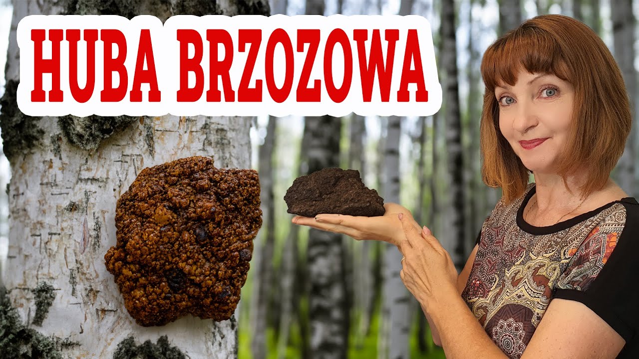 🍀 Biała i czarna HUBA BRZOZOWA 🍀 Czaga - grzyb DŁUGOWIECZNOŚCI, przeciwzapalny oraz antynowotworowy.