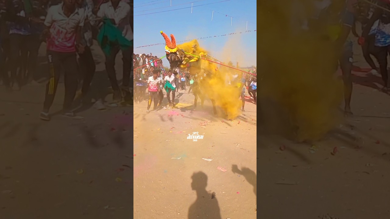 Boss காளை ❤️&zwj;🔥⚡️🚀 | #jallikattu #trending #shortsfeed #viralvideo #kangeyam #eruthattam #animals