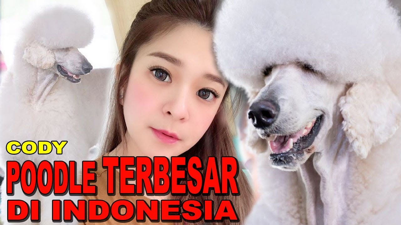 ANJING POODLE TERBESAR DI INDONESIA - THE BIGGEST POODLE IN INDONESIA - STANDARD POODLE