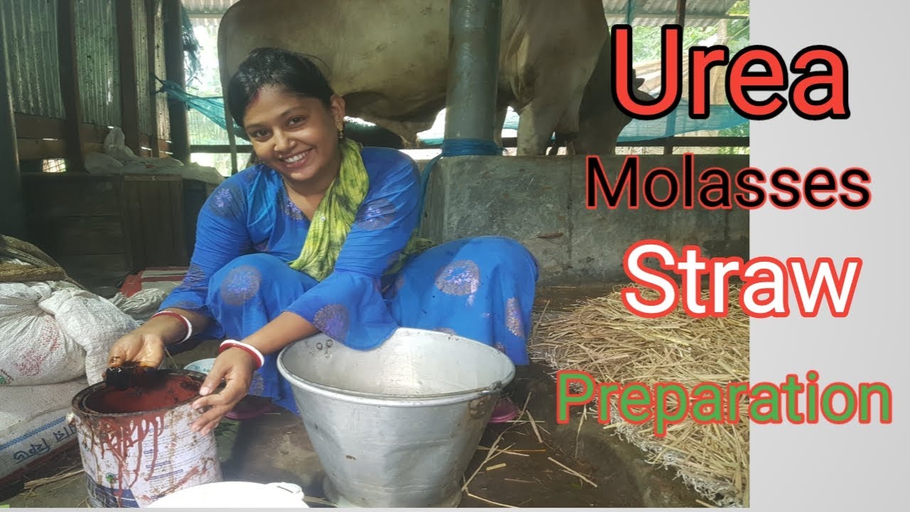 Safe Urea molasses Straw Preparation For Cattle. II UMS Technology.
