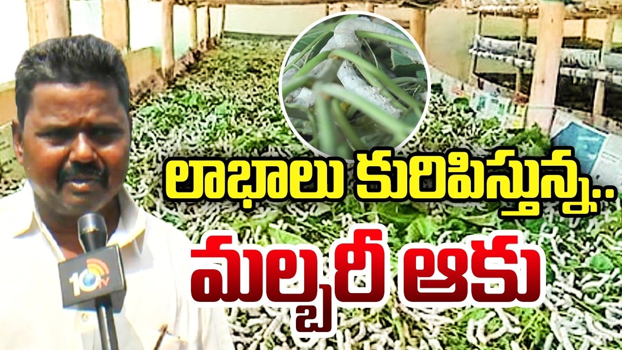 Profits Earn With MulberryLeaves | లాభాలు కురిపిస్తున్న.. మల్బరీ ఆకు | Matti Manishi | 10TV