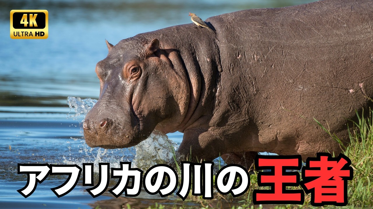 コンゴの野生動物｜アフリカの緑の心臓と驚異の生き物たち