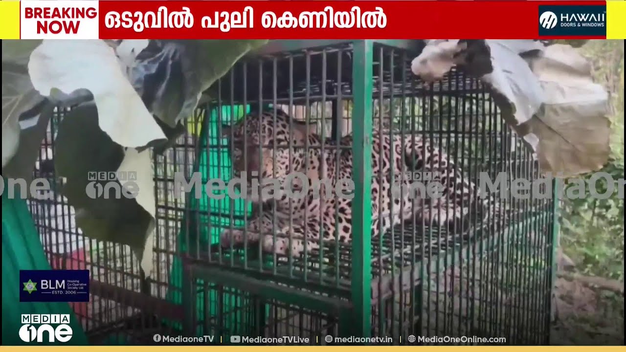 പാലക്കാട് തച്ചമ്പാറയിൽ വനംവകുപ്പ് സ്ഥാപിച്ച കെണിയിൽ പുലി കുടുങ്ങി...