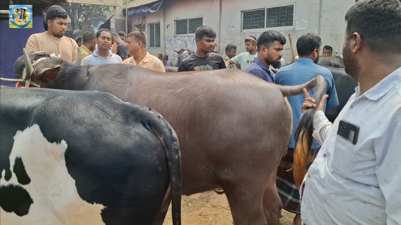 @ 11/3/2026|| চট্টগ্রামের ব্যবসায়ীর মাংসের ও কুরবানির ষাঁড় গরু কেনা খোচাবাড়ী হাটে||