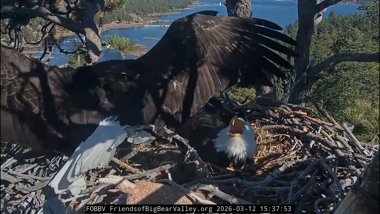 AERIAL CHASE: JACKIE VS RAVENS 🐦‍⬛⚔️🦅☁️ 3.12.26 FOBBVCAM 