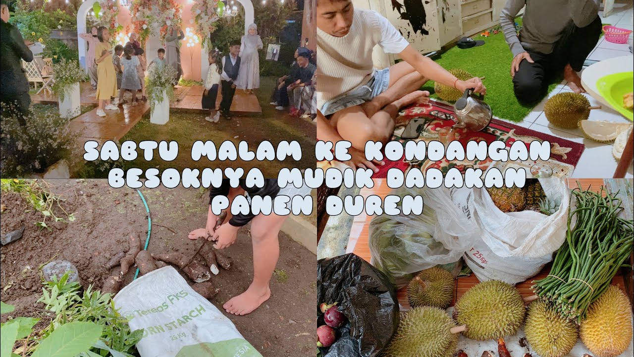 SABTU MALAM KE KONDANGAN BESOKNYA MUDIK DADAKAN PANEN DUREN 