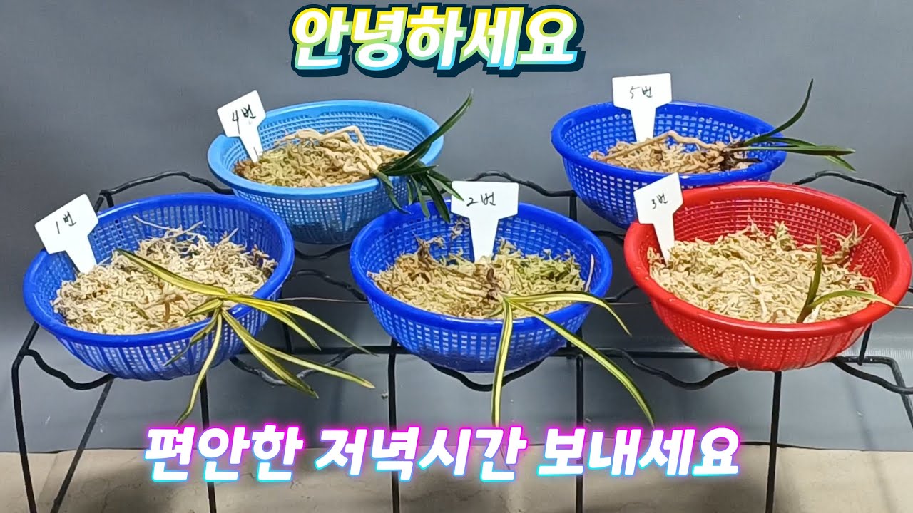 2월24일(화요일)야무진 종자목들 만나보세요 