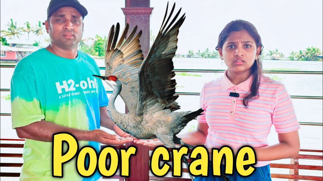 Poor crane in boat house 🏠 | comedy video | funny video | Prabhu sarala lifestyle