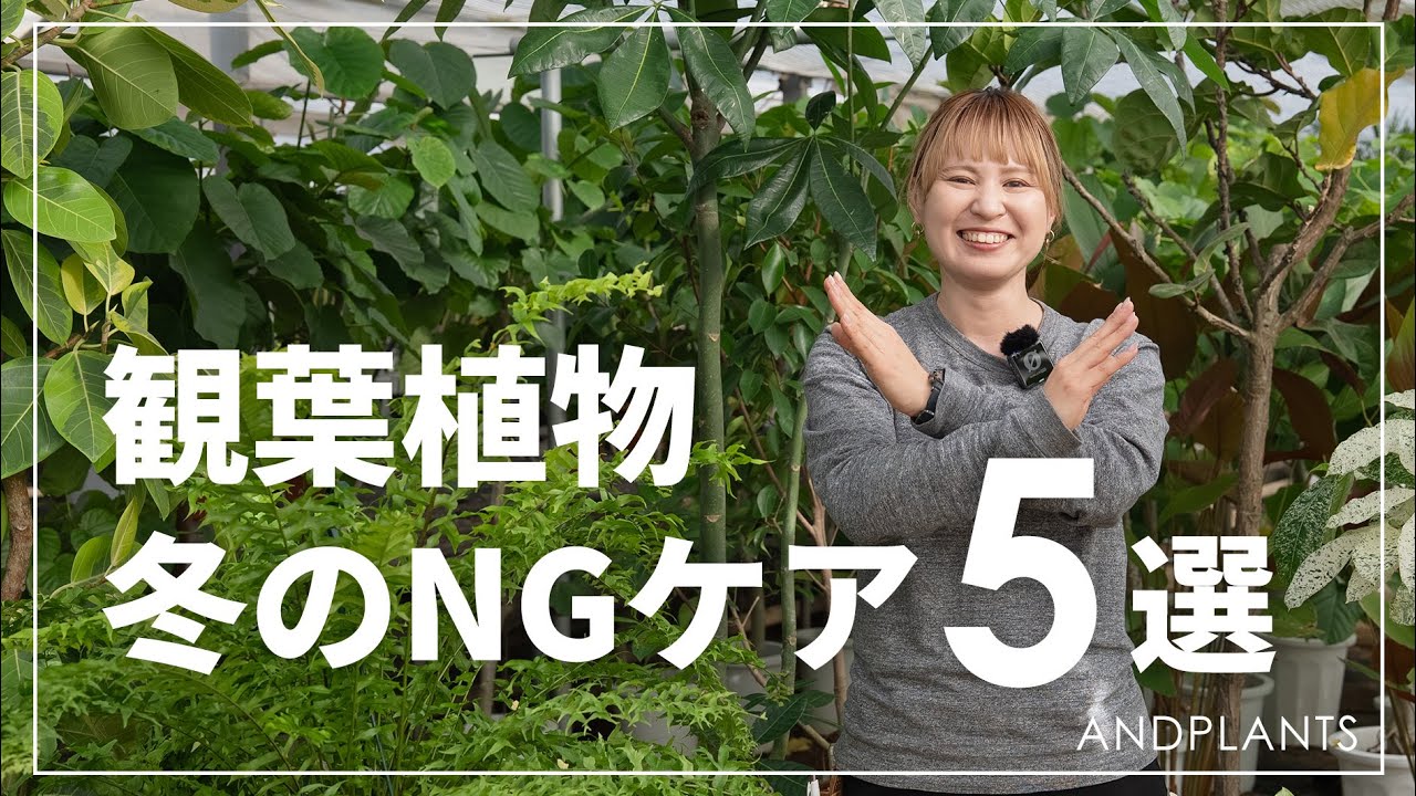 【冬の管理】“冬にやりがちなNG”植物ケア｜弱らせる前に要チェック