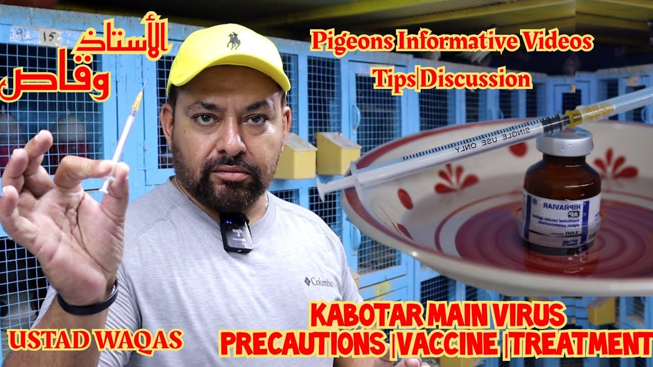 Ustad Waqas|Kabotar Main Virus|Pigeons Vaccine|Treatment|Precautions|Pigeons Informative Video|Tips