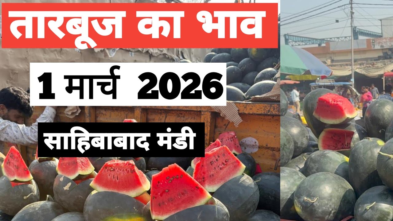 1 March 2026 🍉🍉तारबूज़ का भाव साहिबाबाद मंडी |today watermelon rates #tamatar #mandi #tarbooz 