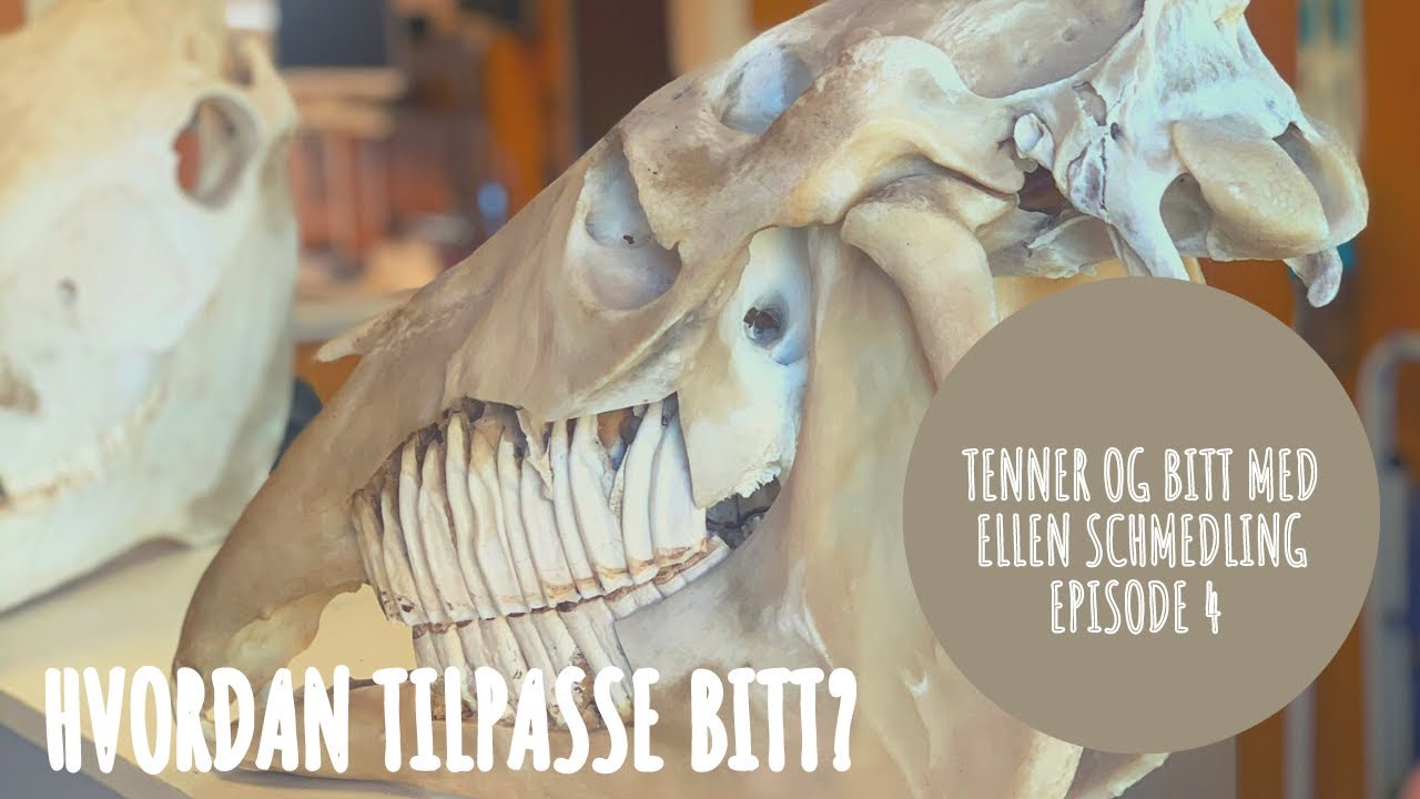 Hvordan tilpasse bitt? 1:2