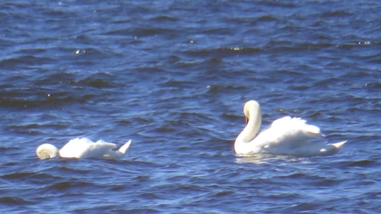 Latvia (Nature and Peace) - white storks, swans in the sea, black swans, ginger cats and more :)