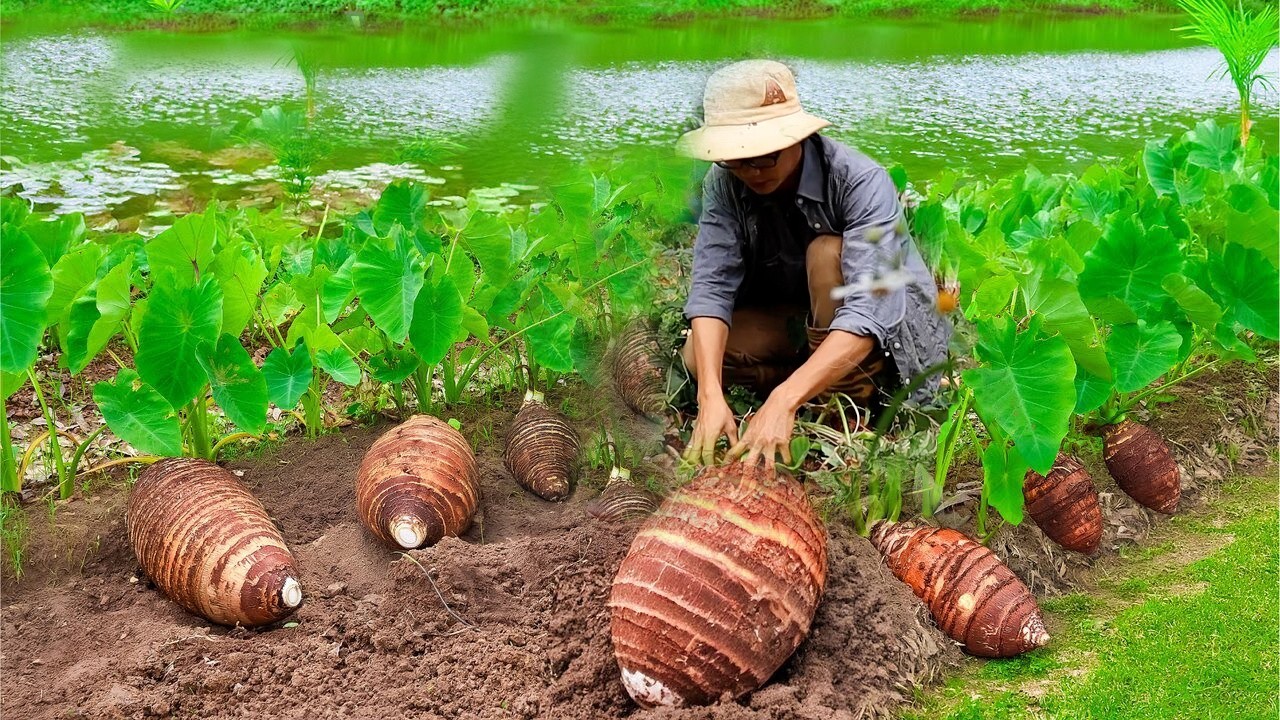 One tuber per meal: Harvest radishes, taro to cook traditional dishes | Dianxi Xiaoge inspires me