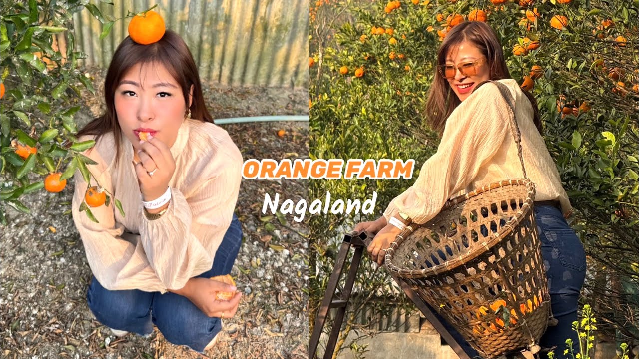 Disappeared from the internet to live this Farm life in Nagaland🥺🌾🍊