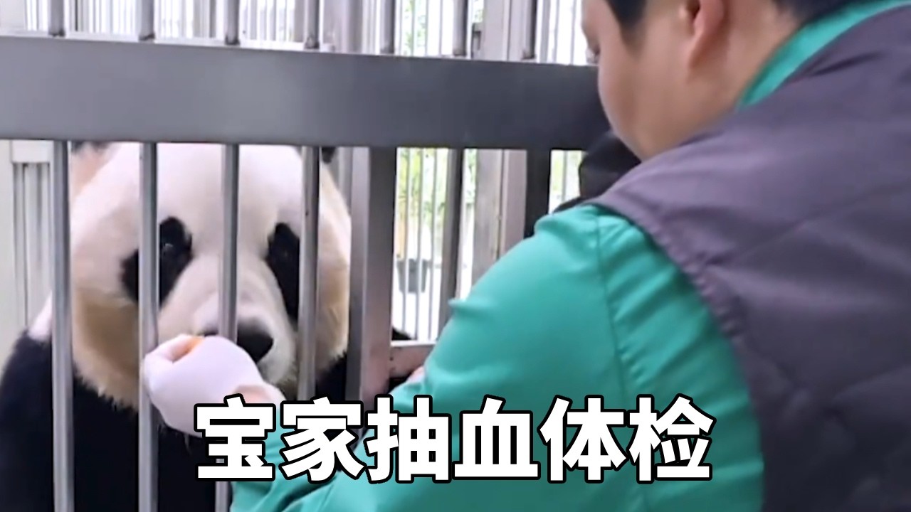 宝家族又到了抽血体检的时间，爱宝和乐宝都十分配合，简直太可爱了！#蛙探#熊猫#国宝