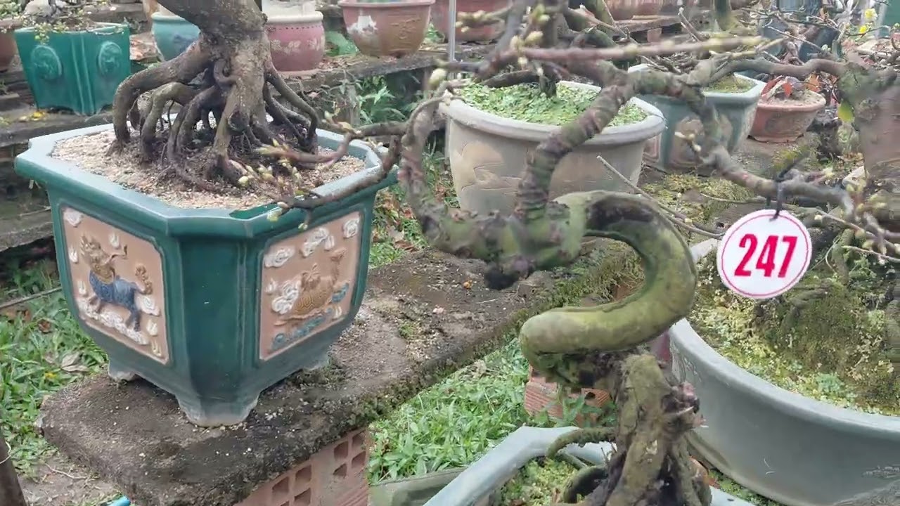 Vườn mai Bon Sai chú Hà.