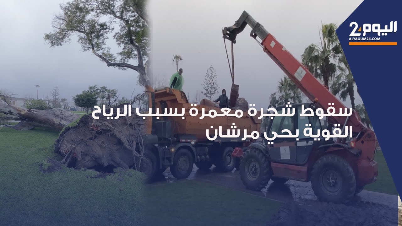 طنجة : الرياح العاتية والقوية تسقط شجرة ضخمة و معمرة بحي مرشان والسلطات المعنية تتدخل