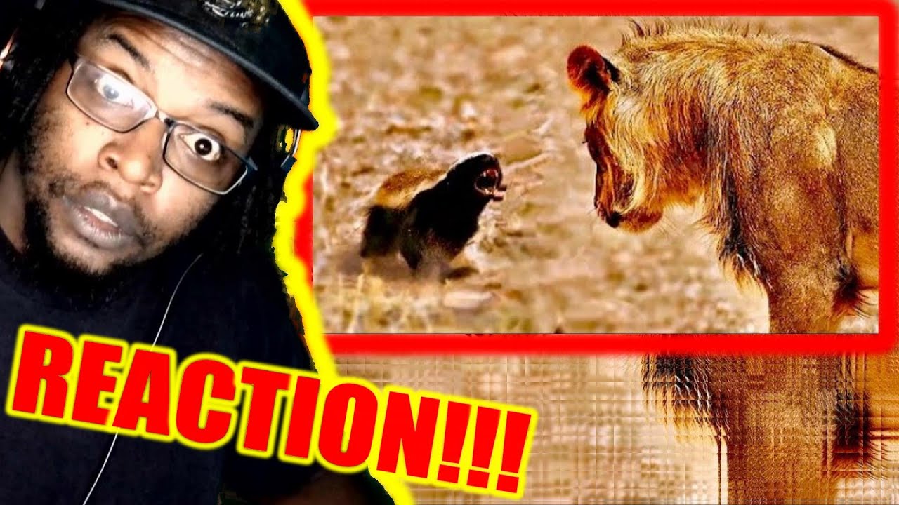 BLACK AIRFORCE ENERGY! Why Honey Badgers Don't Fear God or Lions / DB Reaction