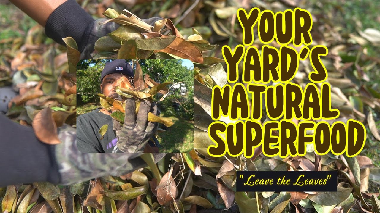 Your Yard's Natural Superfood; Leave the Leaves