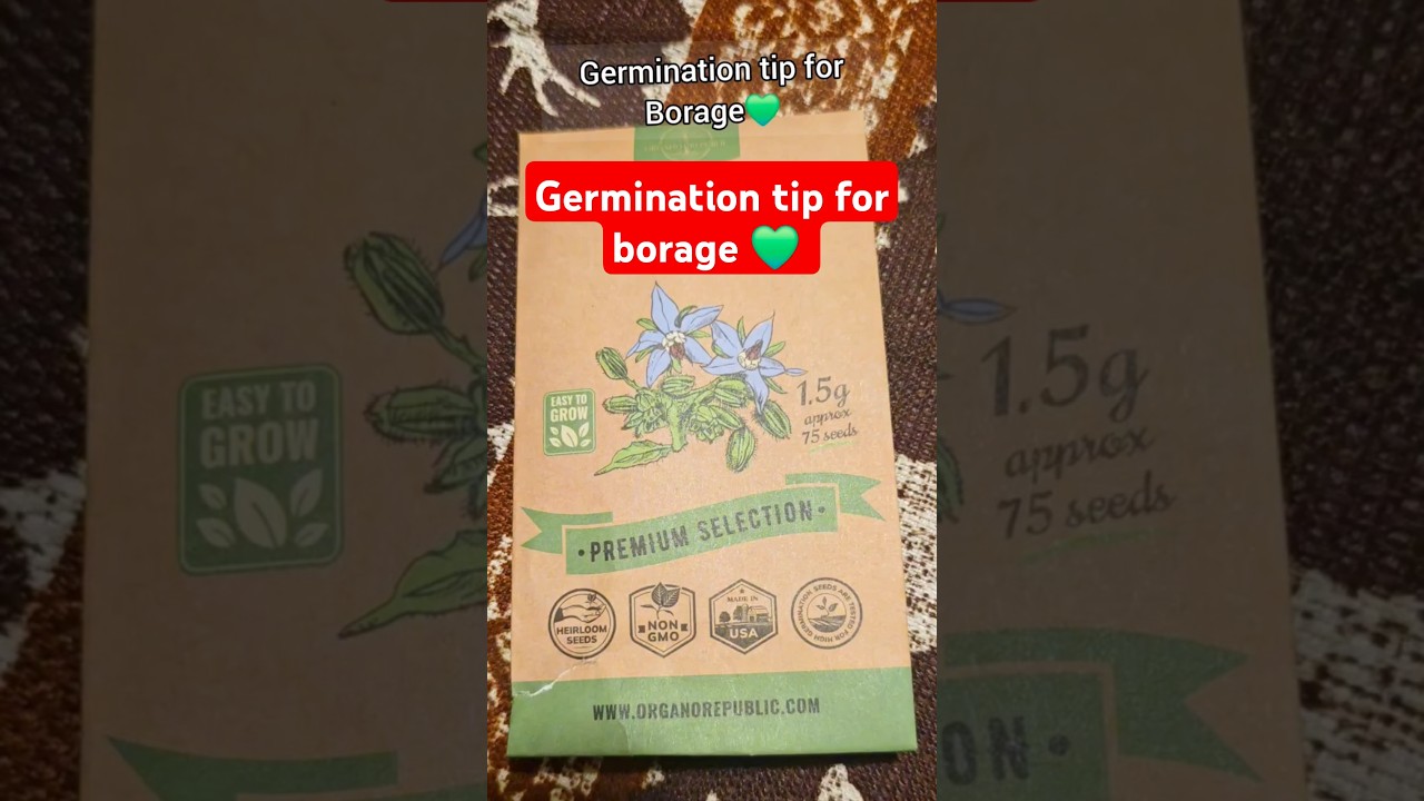 Germination tip for borage!!#borage #seeds #gardening #backyardgarden