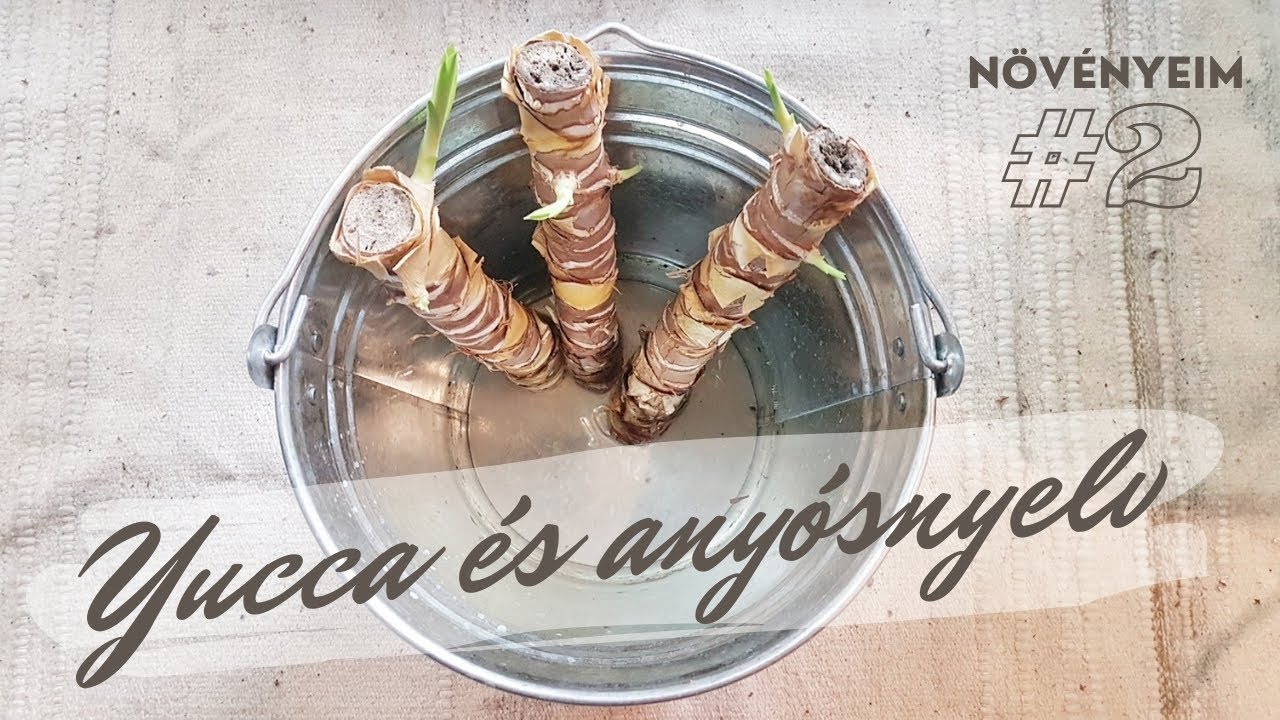 Szoban&ouml;v&eacute;ny szapor&iacute;t&aacute;s: Yucca &eacute;s Sansevieria (Any&oacute;snyelv)