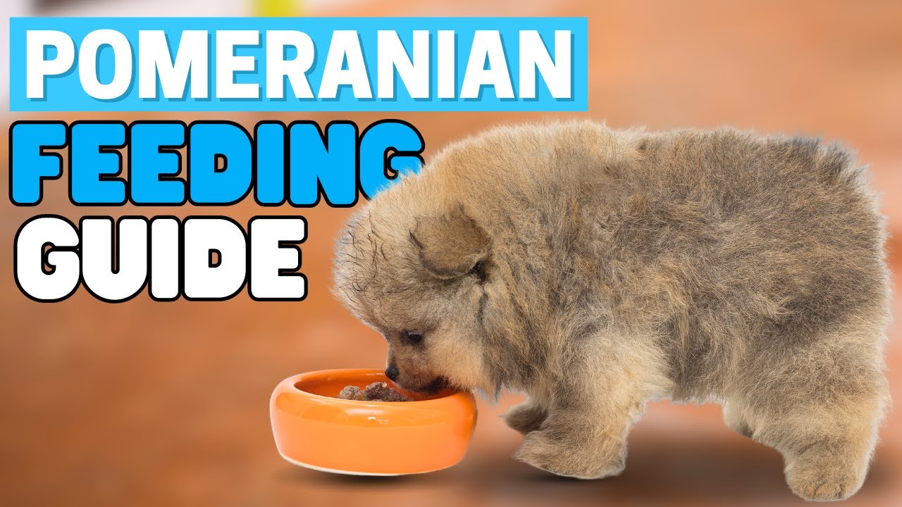 Pomeranian Puppy Feeding Guide (What and How often to Feed Your Pup?)