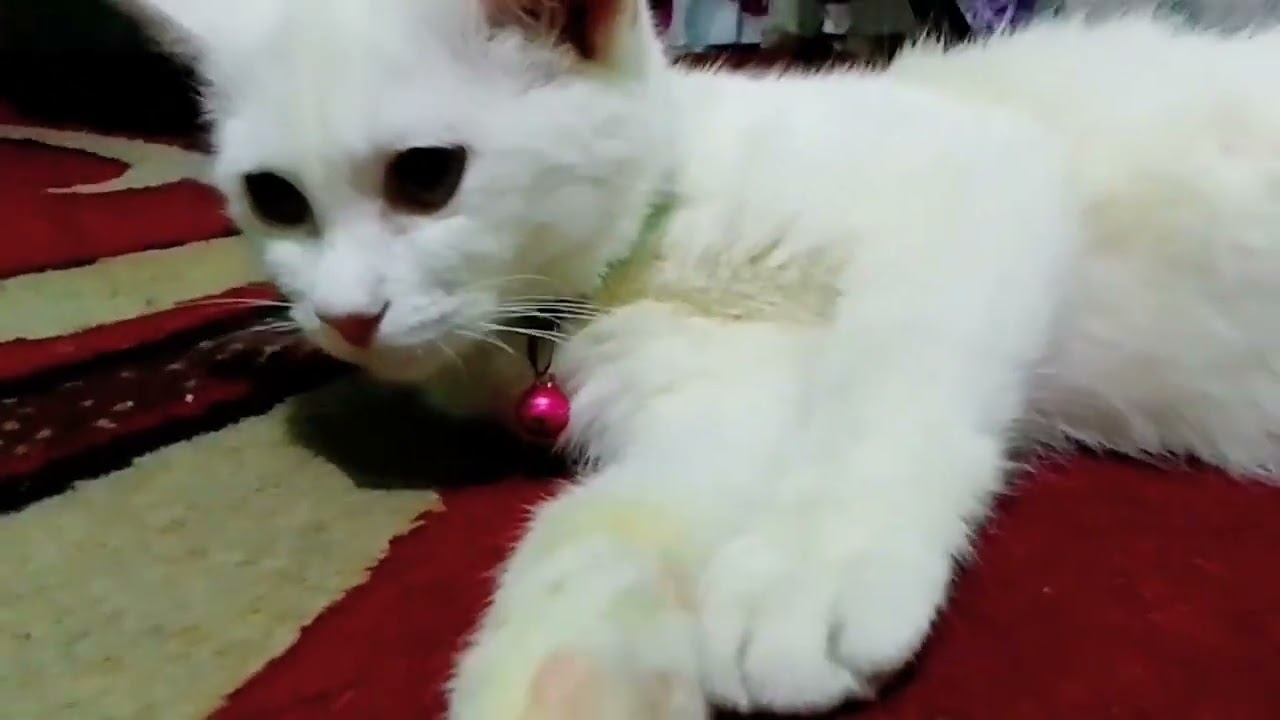 #cat