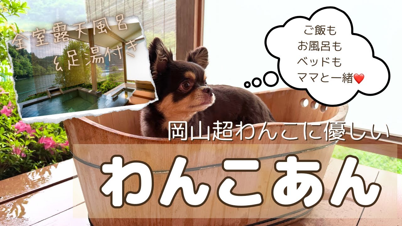 1推し宿！客室源泉温泉 犬と旅行【大人気温泉宿】岡山わんこあん！